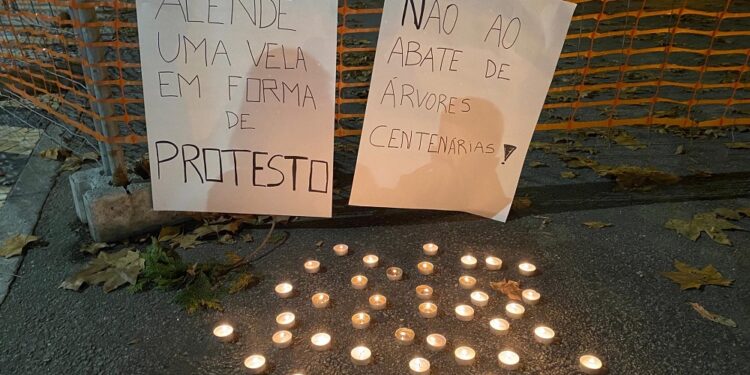 Jovens revoltados contra o abate de Árvores centenárias