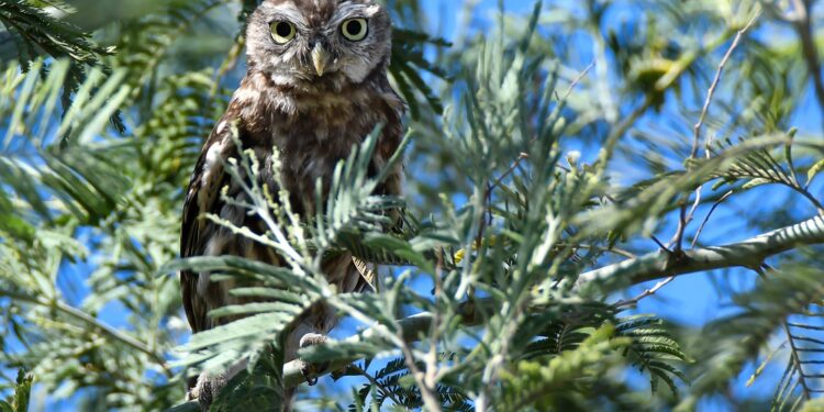 “Devesa sobre Asas” dá mais de cinco dezenas de espécies de aves a conhecer