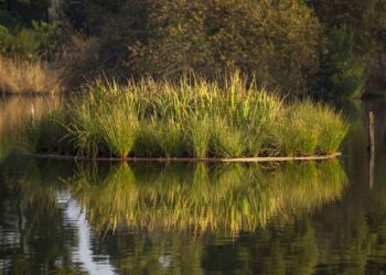 União Europeia aprova candidatura de Famalicão para mitigar efeitos das alterações climáticas
