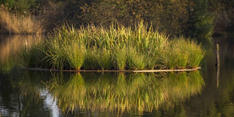 União Europeia aprova candidatura de Famalicão para mitigar efeitos das alterações climáticas
