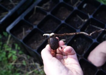 Famalicão é novamente reconhecido com a bandeira verde ECOXXI