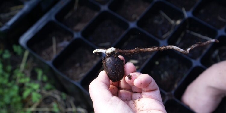 Famalicão é novamente reconhecido com a bandeira verde ECOXXI