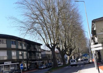 Realização de podas na Avenida 25 de Abril