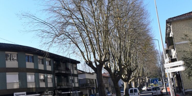 Realização de podas na Avenida 25 de Abril