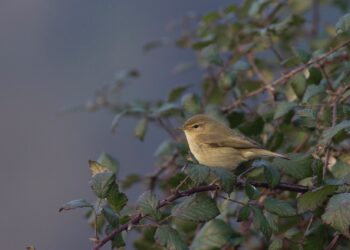 Famalicão promove primeiro Festival de Observação da Natureza