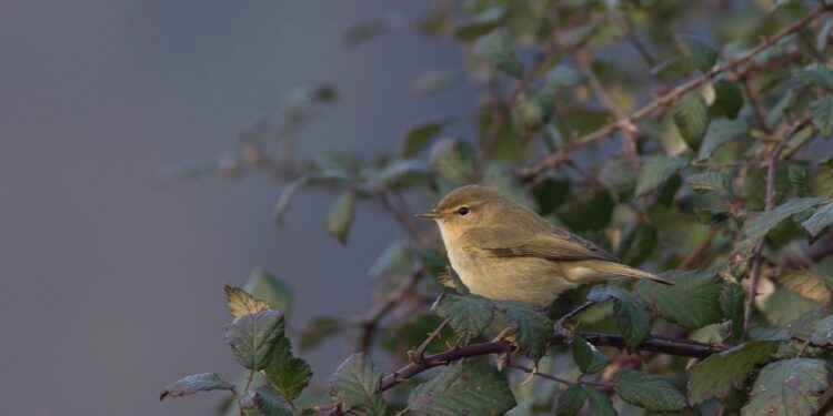 Famalicão promove primeiro Festival de Observação da Natureza