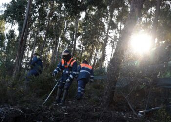Plano Municipal de Defesa da Floresta Contra Incêndios 2021-2030 está em discussão pública
