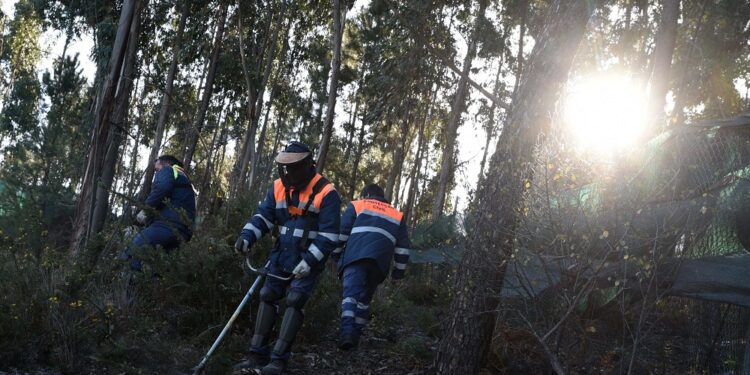 Plano Municipal de Defesa da Floresta Contra Incêndios 2021-2030 está em discussão pública