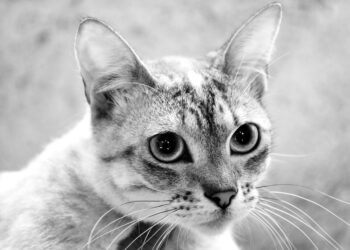 Câmara de Famalicão triplicou verba destinada ao cheque-veterinário