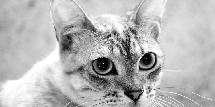 Câmara de Famalicão triplicou verba destinada ao cheque-veterinário