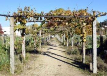 URBANAS: SOLUÇÕES PROVISÓRIAS E FACTOS CONSUMADOS