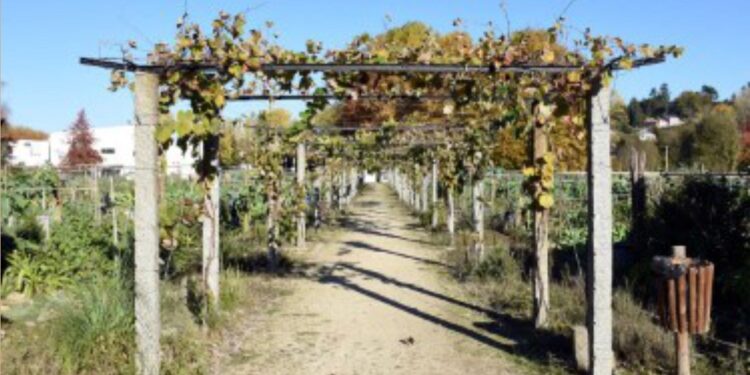 URBANAS: SOLUÇÕES PROVISÓRIAS E FACTOS CONSUMADOS