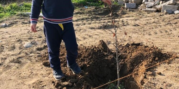 Câmara já plantou perto de 22 mil árvores em todo o concelho