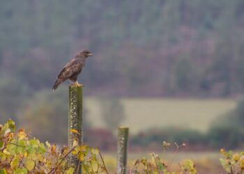 Regulamento da Paisagem Protegida Local das Pateiras do Ave em discussão pública