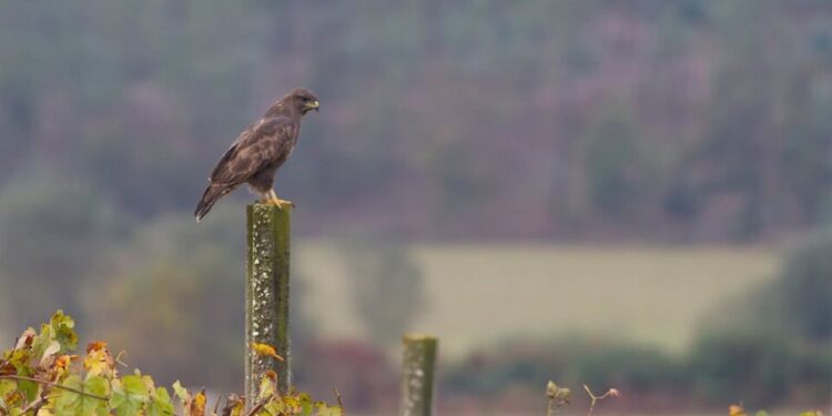 Regulamento da Paisagem Protegida Local das Pateiras do Ave em discussão pública