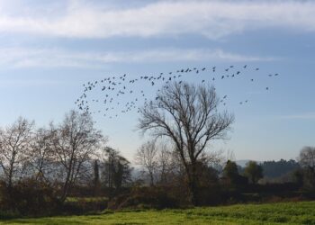 Pateiras de Fradelos não avançam para Paisagem Protegida