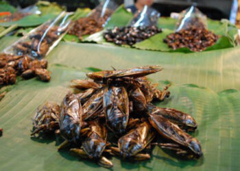 Insetos serão a nova iguaria dos portugueses