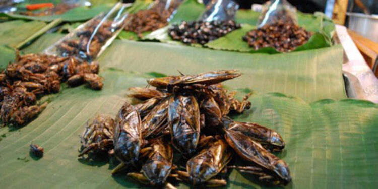 Insetos serão a nova iguaria dos portugueses