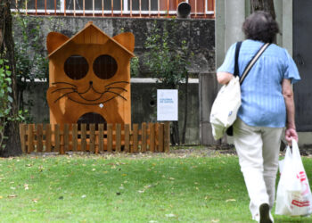 Câmara de Famalicão cria Colónias para controlar e acompanhar de perto os gatos errantes