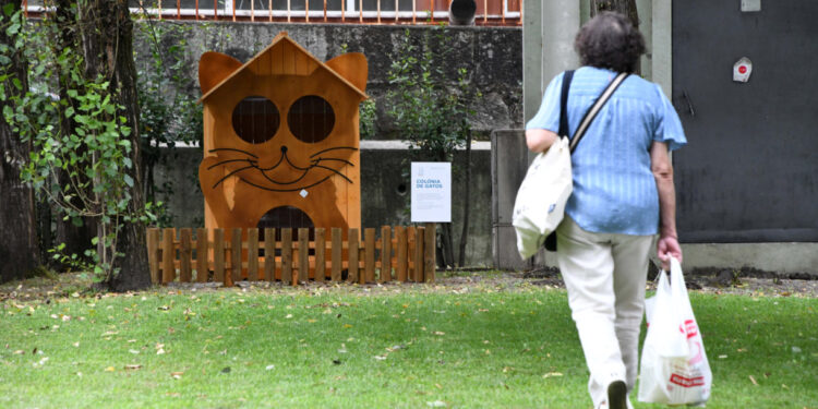 Câmara de Famalicão cria Colónias para controlar e acompanhar de perto os gatos errantes
