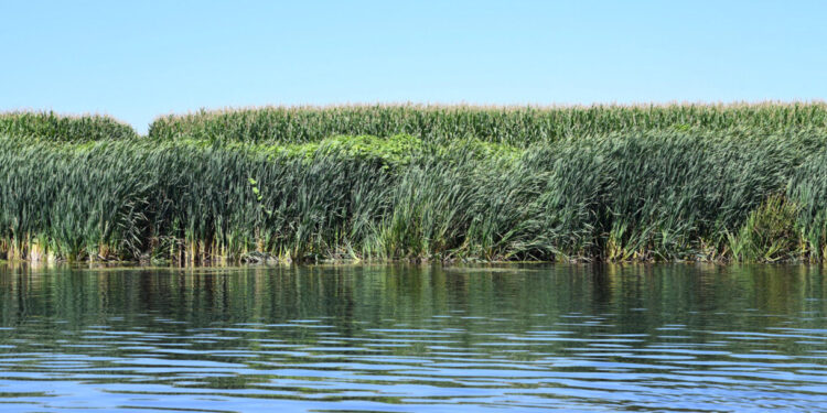 Famalicão e Trofa unem-se para recuperar e valorizar margens do Ave