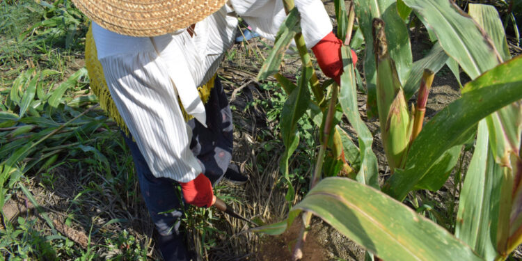 Comunidades com história revivem tradições