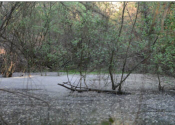 Alunos da Secundária D. Sancho I vencem prémio na competição internacional Jovens Repórteres para o Ambiente