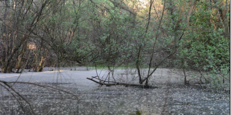 Alunos da Secundária D. Sancho I vencem prémio na competição internacional Jovens Repórteres para o Ambiente