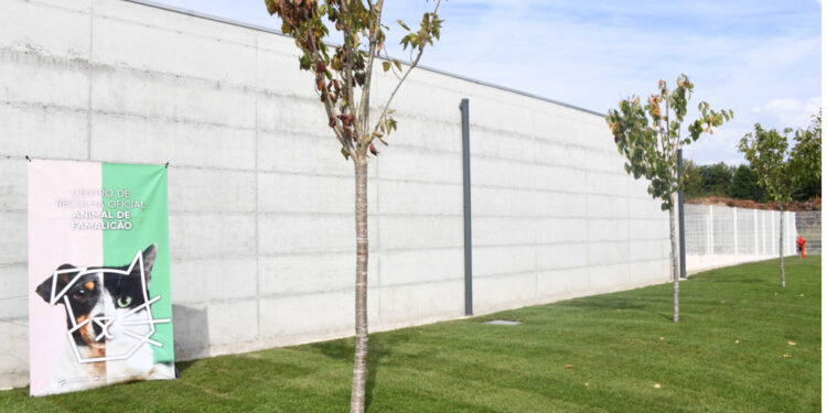 Famalicão é um dos municípios do país que melhor cuida dos animais errantes