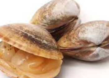 Sessão Informativa sobre deteção de biotoxinas em moluscos bivalves