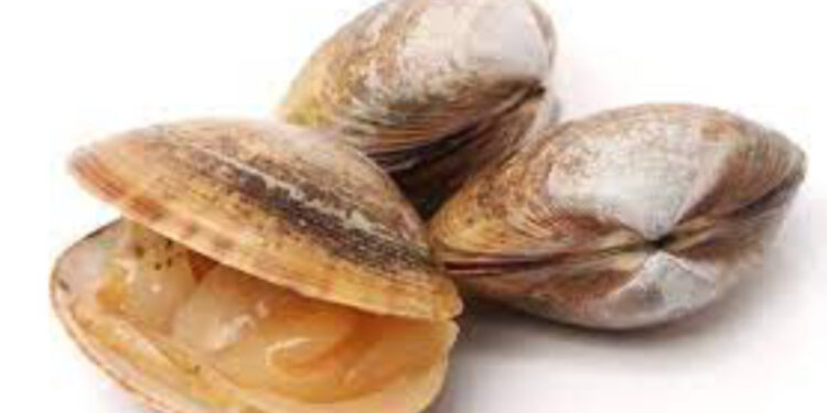 Sessão Informativa sobre deteção de biotoxinas em moluscos bivalves