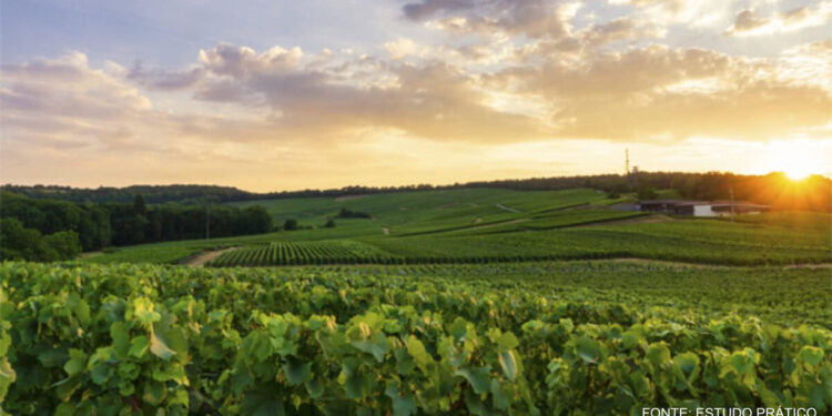 Cerca de 30% da população citadina pondera ir viver para meios rurais