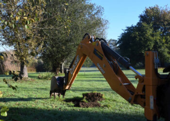 Mário Passos planta árvore na Devesa no âmbito do projeto de valorização do ecossistema do parque