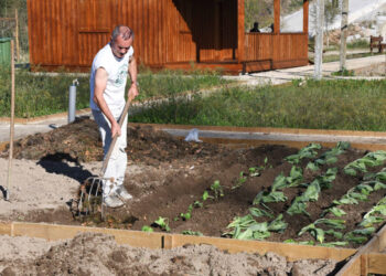 Cerca de 170 hortelãos já cultivam nas novas Hortas Urbanas de Famalicão