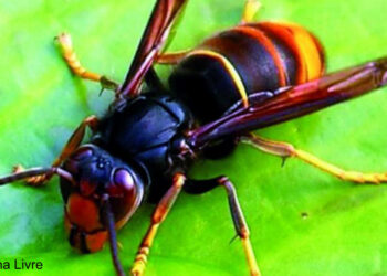 Concelhos do Ave vão implementar rede de deteção e combate à vespa asiática