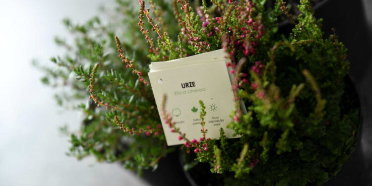 Famalicão coloca uma árvore “no sapatinho” dos famalicenses