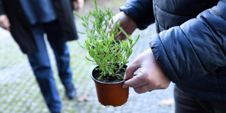 Famalicão coloca uma árvore “no sapatinho” dos famalicenses
