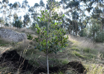 Famalicão lança “30 mil árvores para 2030”