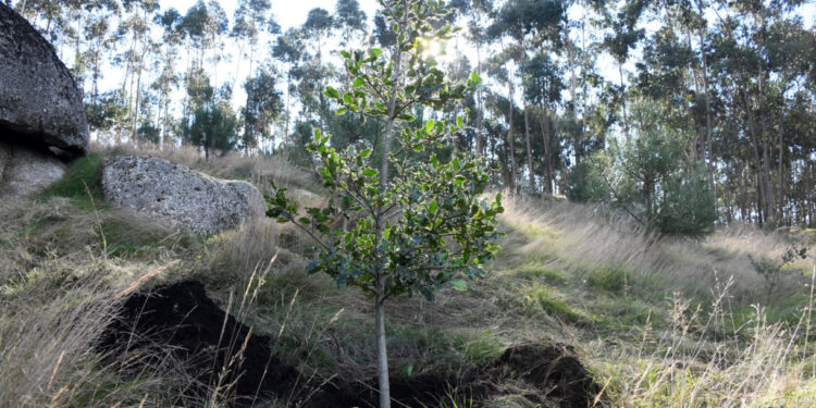 Famalicão lança “30 mil árvores para 2030”