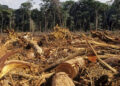 O fim dos incentivos à desflorestação ilegal
