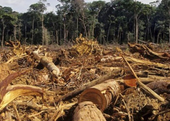 O fim dos incentivos à desflorestação ilegal