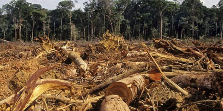 O fim dos incentivos à desflorestação ilegal
