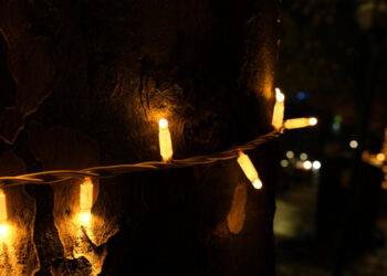 Famalicão inaugura iluminação e celebra regresso da Árvore de Natal à cidade