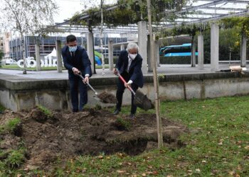 Devesa vai receber quase duas mil árvores no âmbito do projeto de valorização do ecossistema