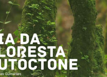 Mário Passos lança “30 mil árvores para 2030” no Dia da Floresta Autóctone