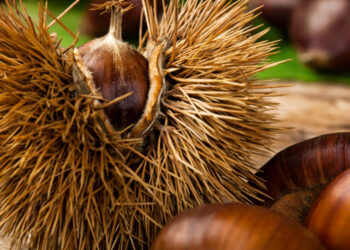 PS de Famalicão celebra S. Martinho