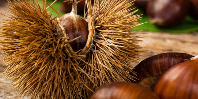 PS de Famalicão celebra S. Martinho