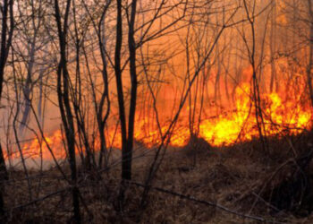 Principais causas dos incêndios deste ano são uso negligente e fogo posto