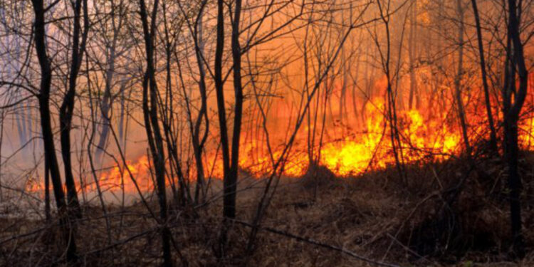 Principais causas dos incêndios deste ano são uso negligente e fogo posto
