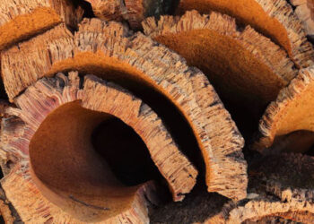 O sobreiro e a cortiça: tesouros nacionais?